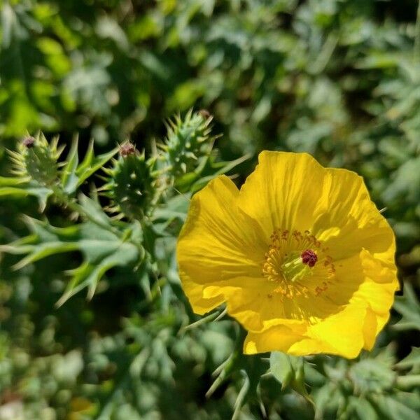 Argemone mexicana Blomst