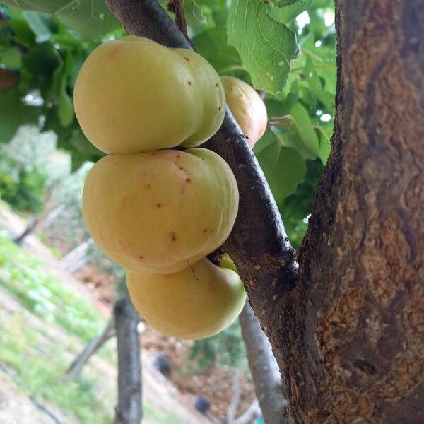 Prunus armeniaca Frucht