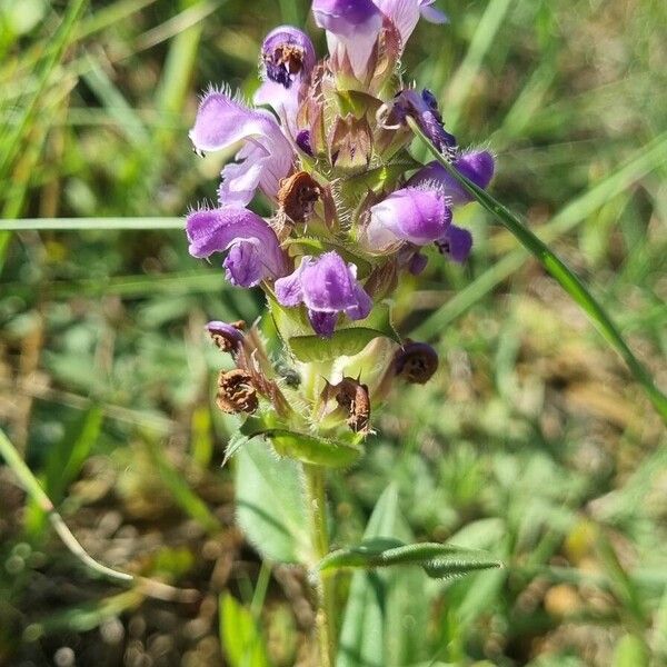 Prunella hyssopifolia Hábito