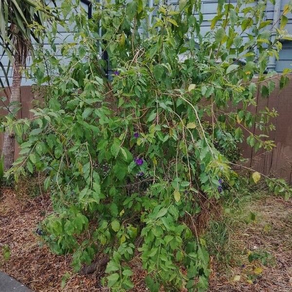 Solanum laciniatum Costuma