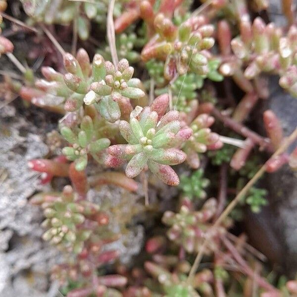 Sedum album Leht