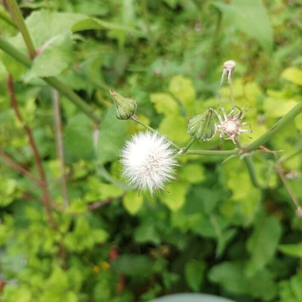 Sonchus oleraceus Fruit