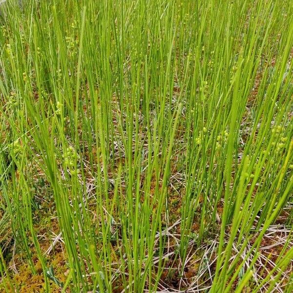 Juncus filiformis ഇല