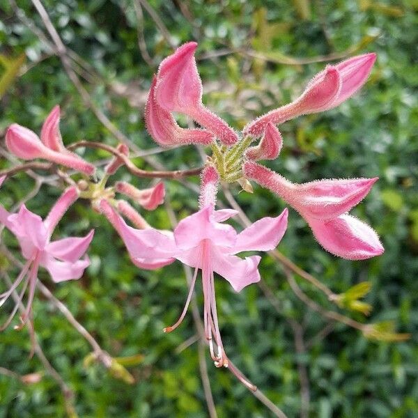 Rhododendron periclymenoides Flower