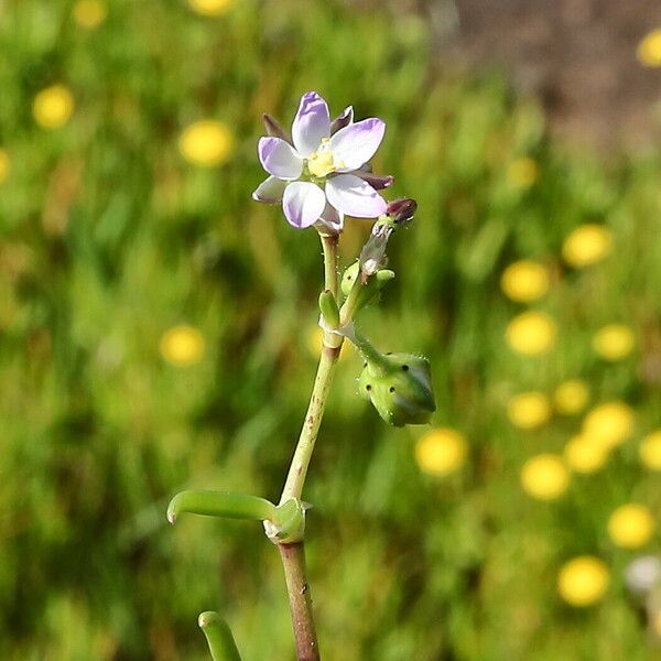 Spergularia media Flower