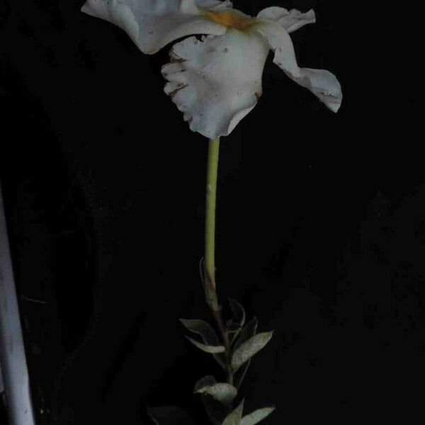 Mandevilla longiflora Flower