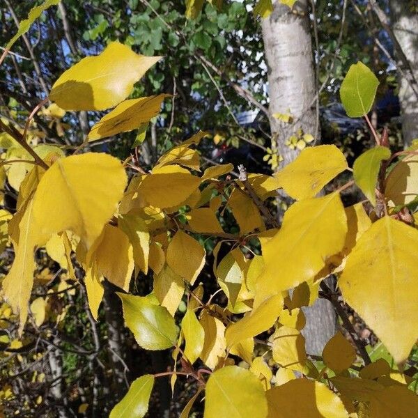 Populus balsamifera برگ