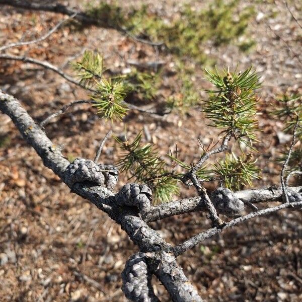 Pinus banksiana Kůra