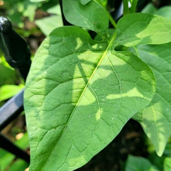 Solanum dulcamara Leaf