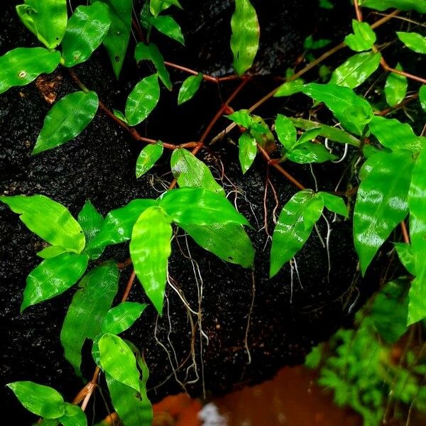 Oplismenus burmanni Leaf