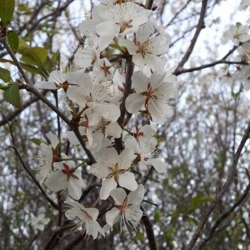 Prunus spinosa Fleur