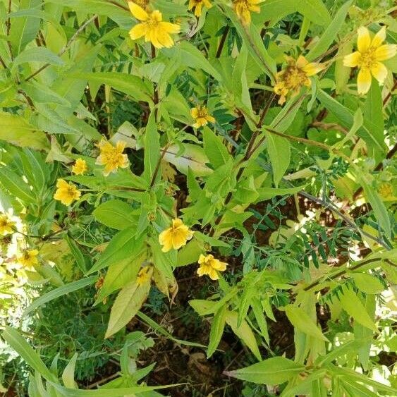 Guizotia abyssinica Alkat (teljes növény)