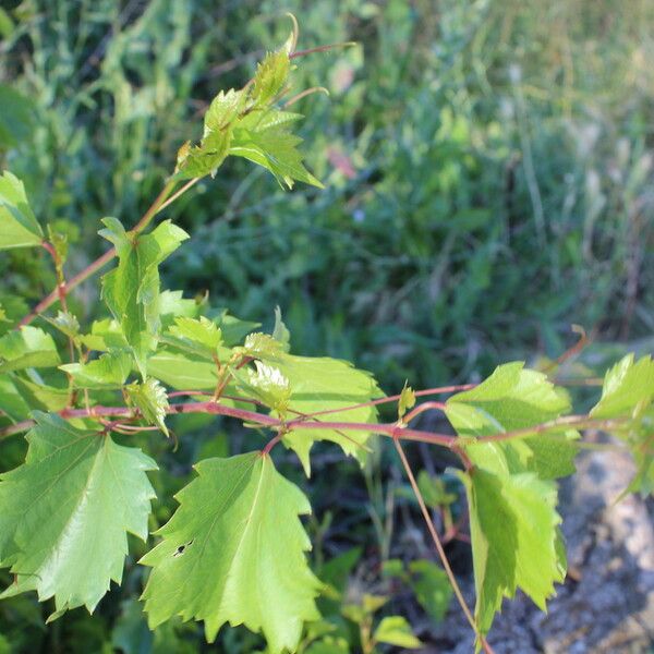 Vitis rupestris Outro