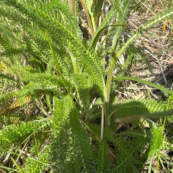 Achillea setacea Лист