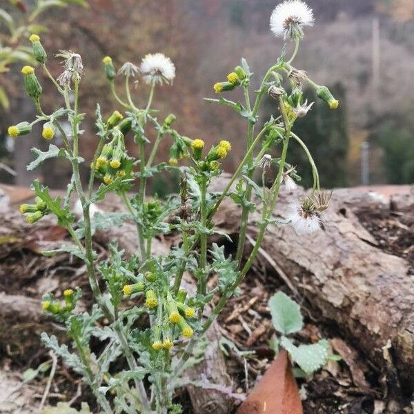 Senecio vulgaris 花