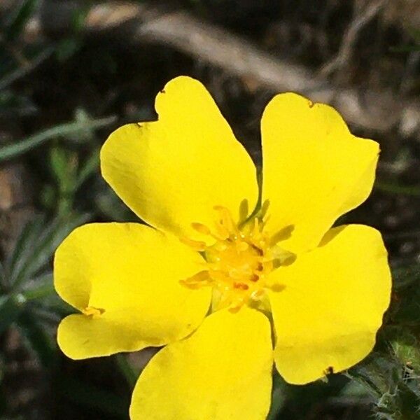 Potentilla hirta Flor