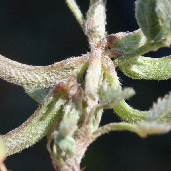 Medicago monspeliaca Plod