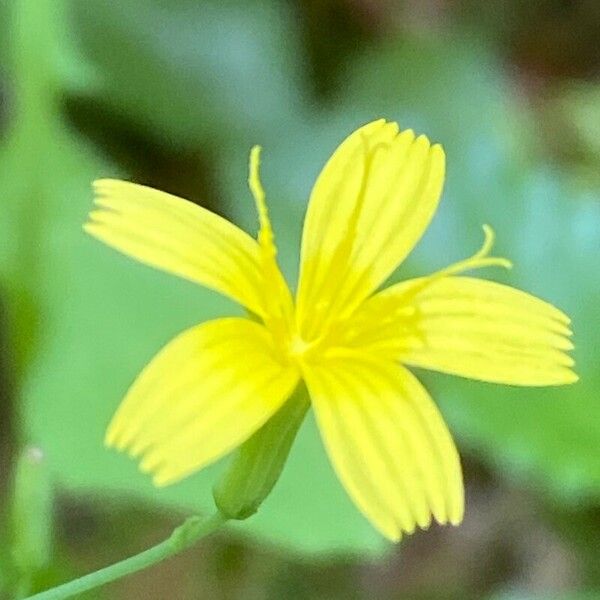 Lactuca muralis Virág