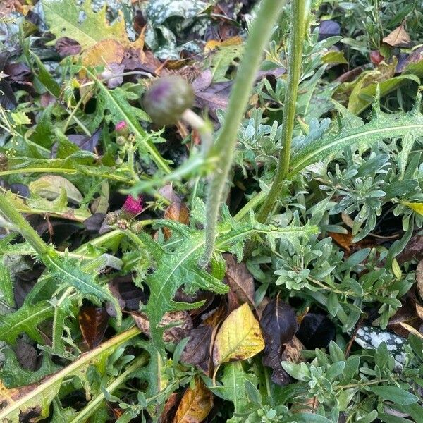 Cirsium rivulare برگ