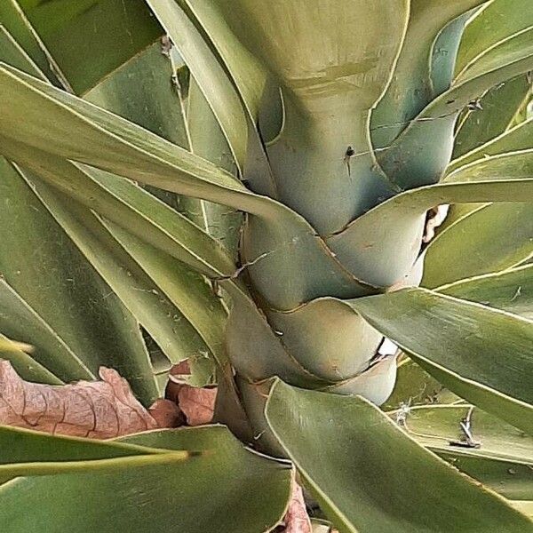 Agave sisalana 树皮