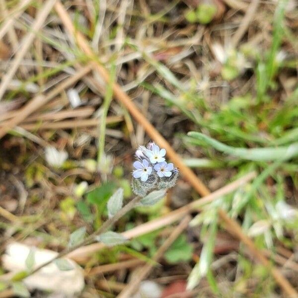 Myosotis stricta Blomst