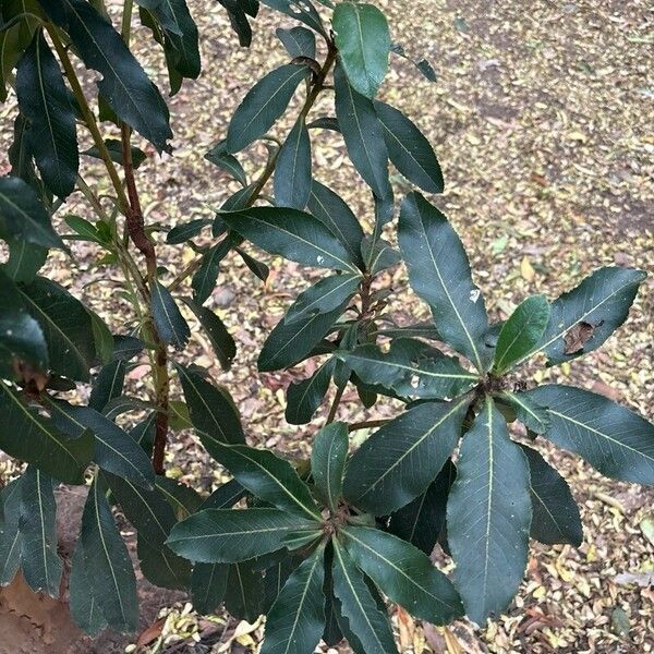 Arbutus canariensis Liść