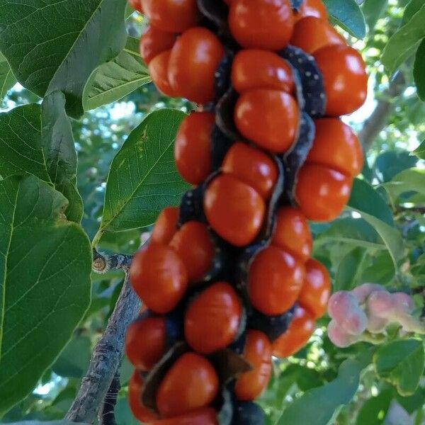 Magnolia kobus Fruit