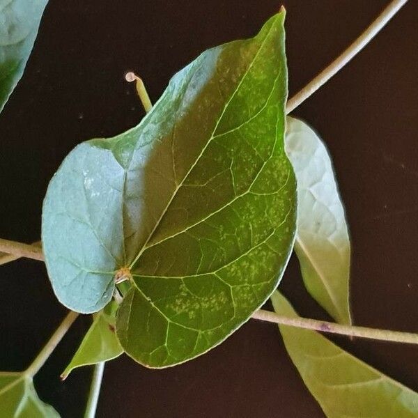 Pentarrhinum insipidum Leaf