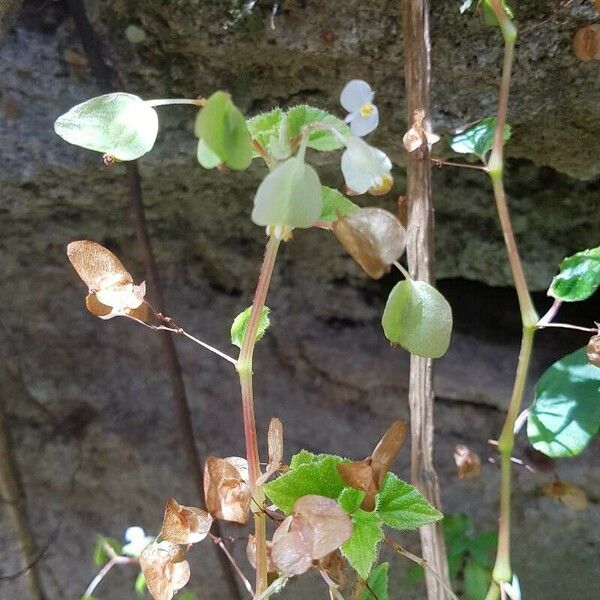 Begonia hirtella Fruchs