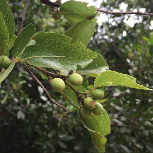 Ziziphus mucronata Fruit