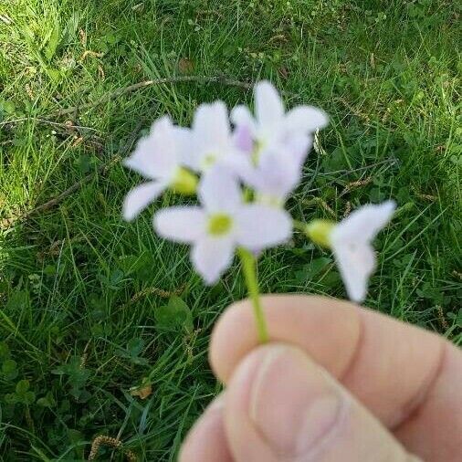 Cardamine pratensis Flower