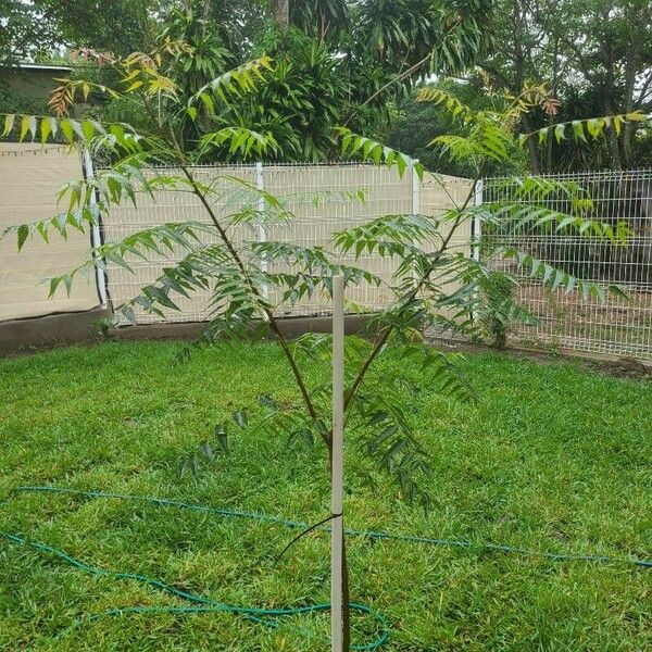 Azadirachta indica ഇല