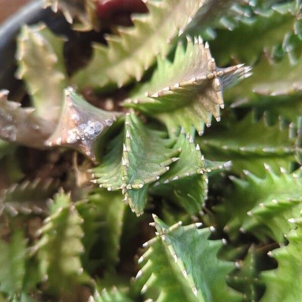 Huernia zebrina Feuille