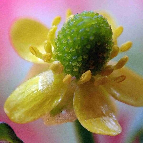 Ranunculus sceleratus Plod