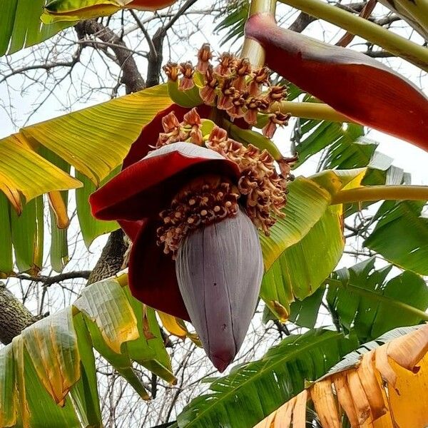 Musa acuminata Květ