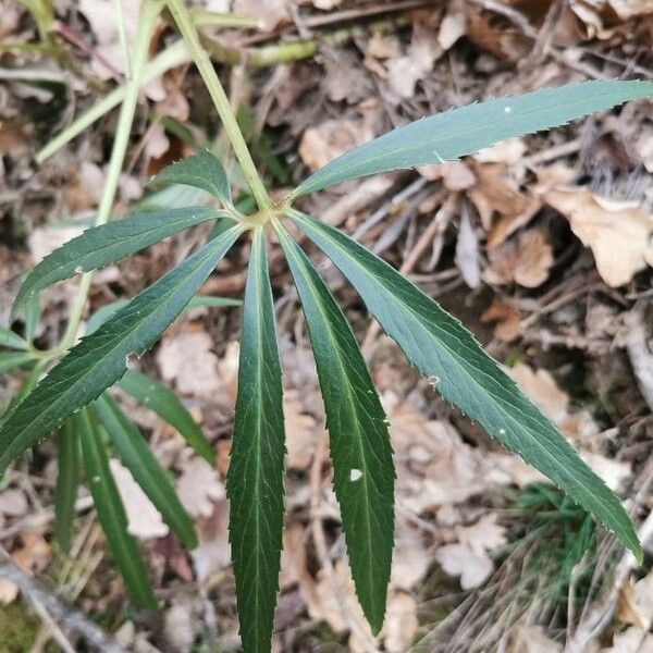 Helleborus foetidus পাতা