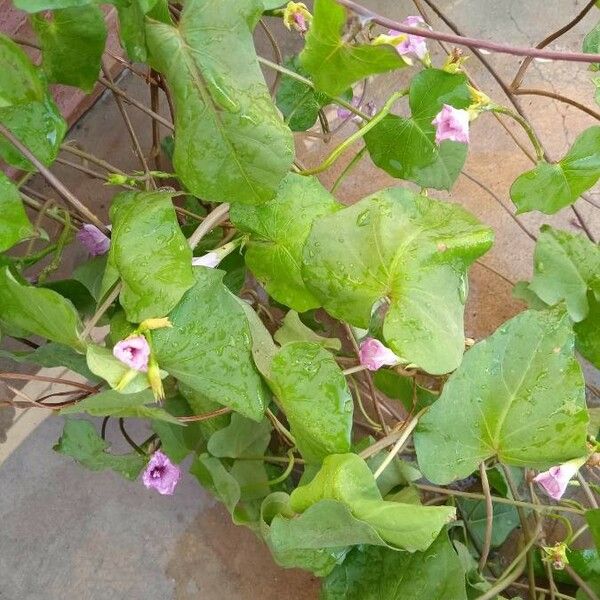 Ipomoea lacunosa Fruct