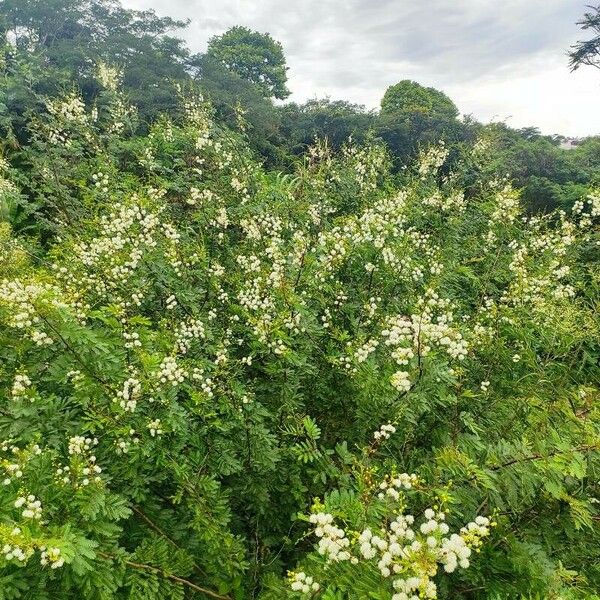 Mimosa bimucronata Vekstform