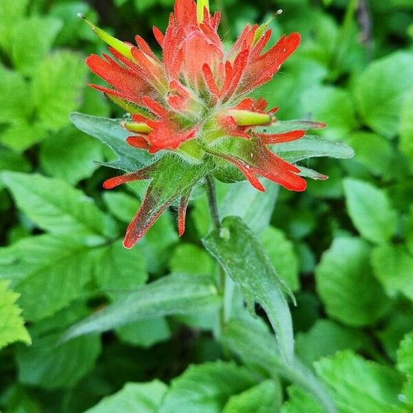 Castilleja miniata Цвят