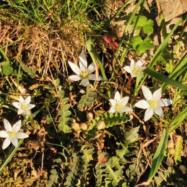 Ornithogalum exscapum Квітка