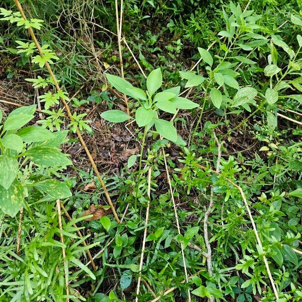 Alstroemeria psittacina Habit