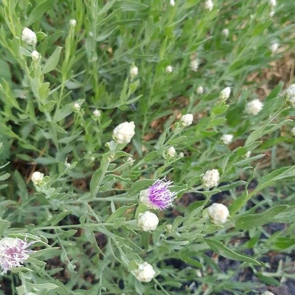 Leuzea repens Flor