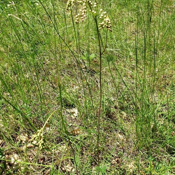 Filipendula vulgaris Habit