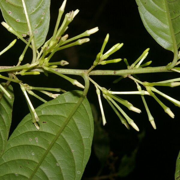 Cestrum microcalyx Koor