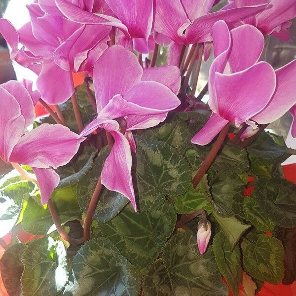 Cyclamen persicum Flower