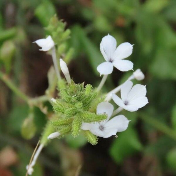 Plumbago zeylanica Flor