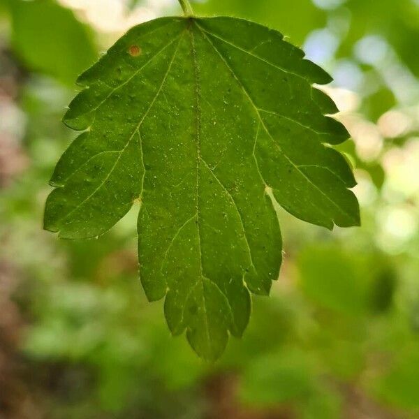 Ribes alpinum ഇല