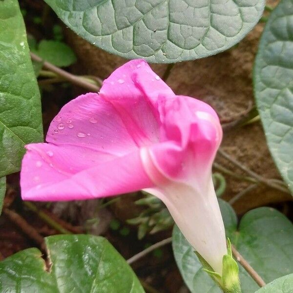 Ipomoea purpurea Flower