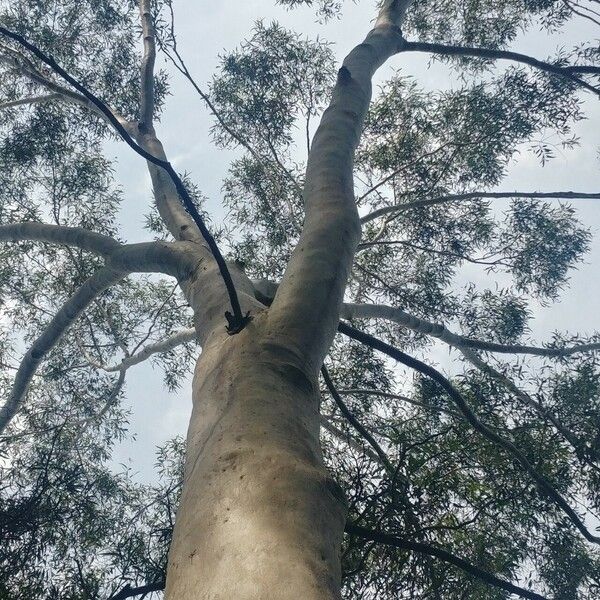 Corymbia citriodora Habitat