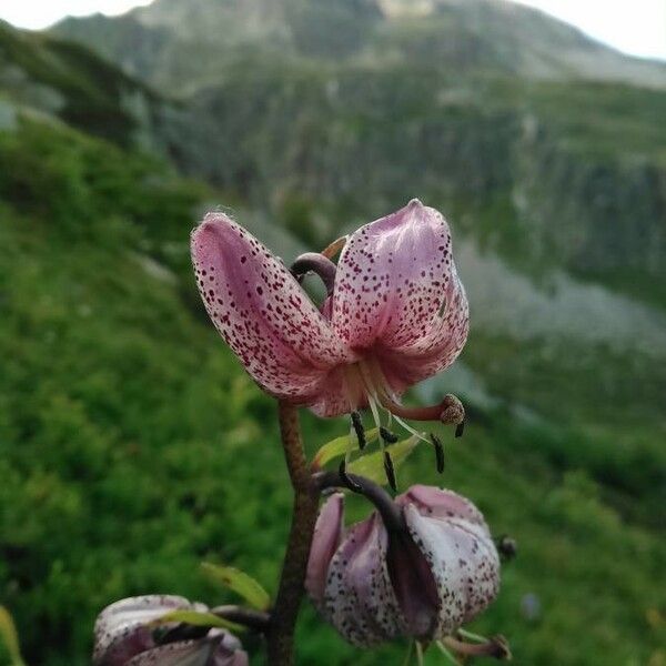 Lilium martagon Λουλούδι